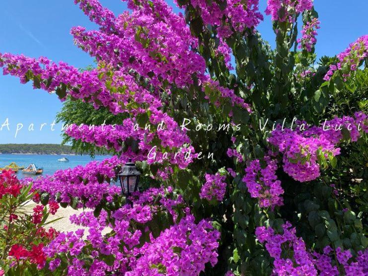 Apartments And Rooms Villa Luci Barbat na Rabu Exterior photo